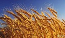 麦子的号叫读后感