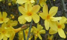 美丽的迎春花_250字