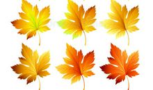 多姿多彩的秋叶_800字