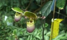 它使我懂得了什么是积极向上（张秋辰）_650字