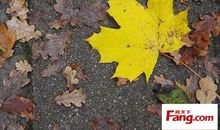 落叶的启示_650字