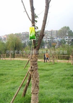 大树寻求治疗