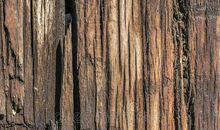 高一议论文：枕木的伪装_900字