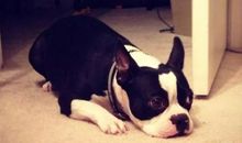 狗一样生存_1500字