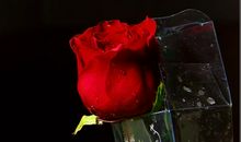 关于情人节作文：情人节的玫瑰_2000字