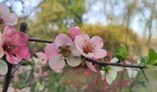 春天来了（葛祥宸）_500字