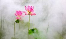 迷人的荷塘（谢 彤）_550字