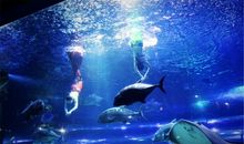 游海底世界_350字