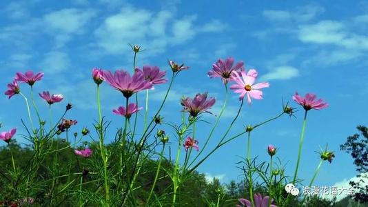 顽固的花