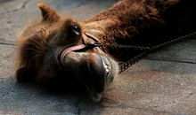 我渴望自由_650字