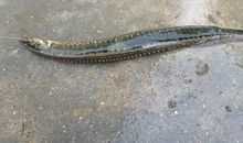 舅舅教我钓泥鳅_750字