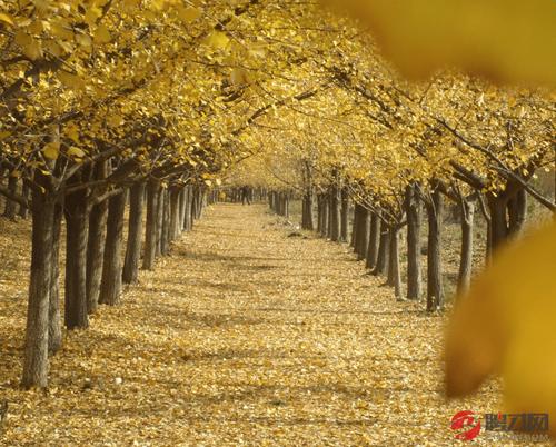 妈妈给风景_750字