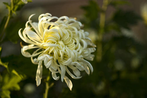 秋季菊花在校园里