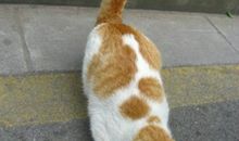 喂猫（王?之）_400字