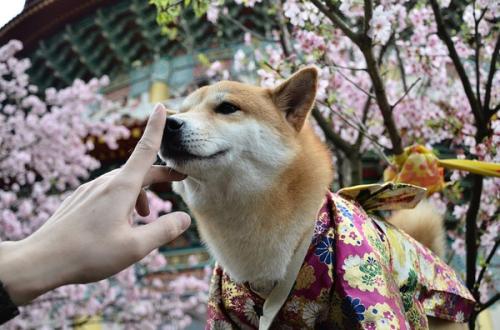 随着新的一年的小狗