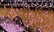 风吹落花，我心已凉[第二章入戏]_550字