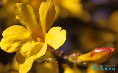 春节的构图：欢迎来到春季_250字