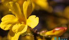 关于迎春花的作文：迎春花_250字