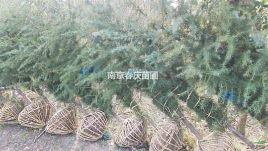我希望美国大哥越来越密集，我希望人类不应该破解它。原因