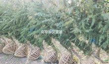 给美国树的回信_500字