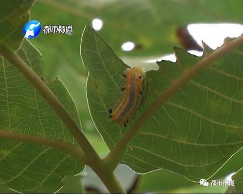 “格伦克”罢工_450字