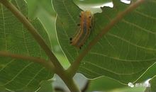 “怪虫”来袭_450字