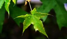 生命啊，你是宝贵的！_800字