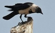 乌鸦的报复_450字