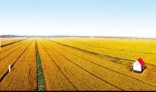 小猴的麦子大丰收后_450字