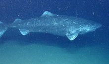 躲在北极的鱼_800字