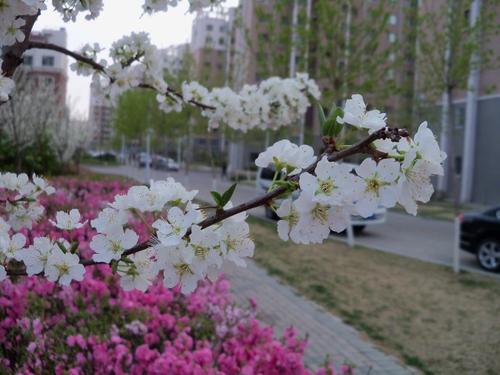 桃花敷料