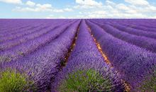 摇晃的芬芳_1500字