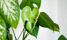 向南飘的叶子_500字