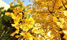 向莫老敬礼_750字