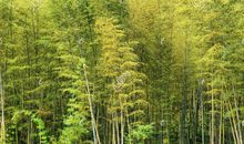 我喜欢童年的竹林_900字