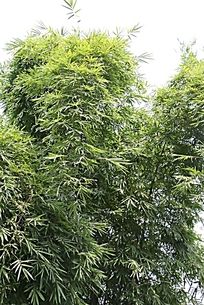 那个绿色竹林