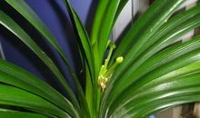 花中君子——君子兰_1200字