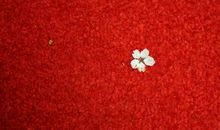 【微作文】红色的十月_150字