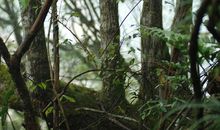 六年级写景作文：寻觅春天的足迹_550字