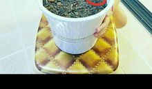 百合花的观察日记