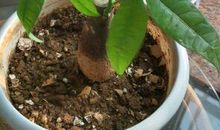 发财树观察日记