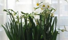 等待花开_1200字