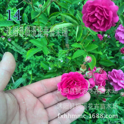 花在花丛中----玫瑰荆棘_1200字