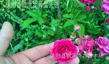 花中有刺----带刺的蔷薇_1200字