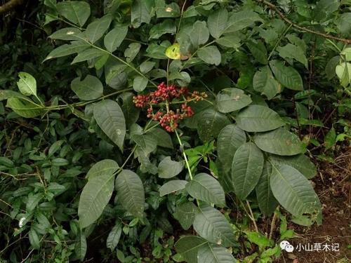 卷四首诗使用了茱茱