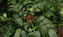 卷四·诗中用茱萸字