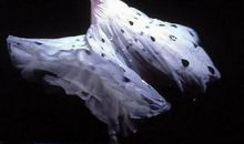 雀之灵舞蹈观后感