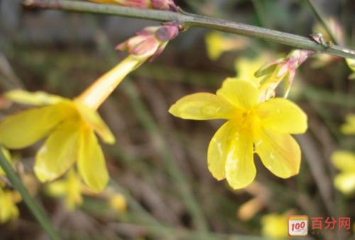 与春节的构图：欢迎来到春节_400字