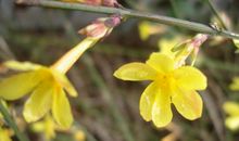 关于迎春花的作文：迎春花_400字