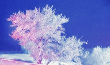 [PK赛]关于风景的作文：足尖上的陌路_700字